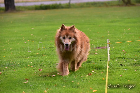 Harzer Fuchs / Bild 95 von 755 / 25.09.2021 09:59 / DSC_6532.JPG