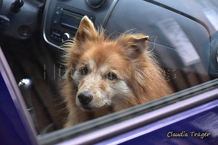 Harzer Fuchs / Bild 94 von 755 / 25.09.2021 10:37 / DSC_6718.JPG