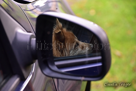 Harzer Fuchs / Bild 93 von 755 / 25.09.2021 10:37 / DSC_6724.JPG