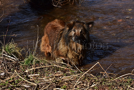 Harzer Fuchs / Bild 90 von 755 / 27.02.2022 12:09 / DSC_3779.JPG