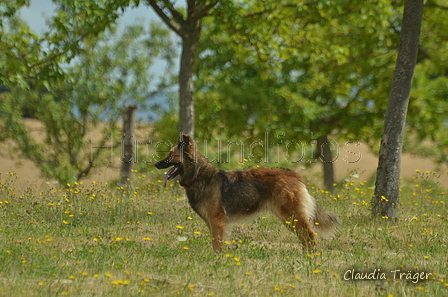 Harzer Fuchs / Bild 79 von 755 / 10.07.2022 10:22 / DSC_3692.JPG