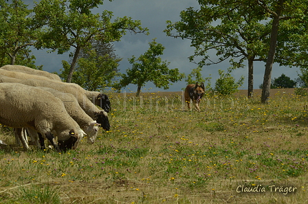 Harzer Fuchs / Bild 78 von 755 / 10.07.2022 10:22 / DSC_3698.JPG