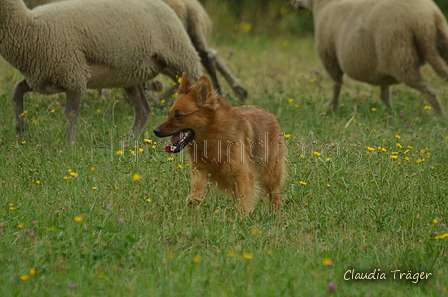 Harzer Fuchs / Bild 75 von 755 / 10.07.2022 10:33 / DSC_3913.JPG