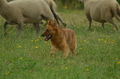 Harzer Fuchs / Bild 75 von 755 / 10.07.2022 10:33 / DSC_3913.JPG