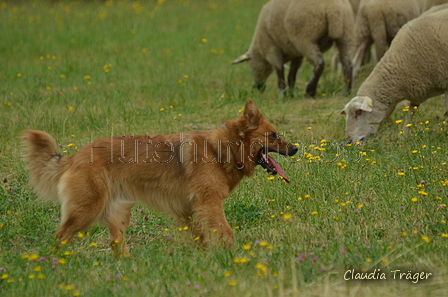 Harzer Fuchs / Bild 74 von 755 / 10.07.2022 10:34 / DSC_3931.JPG