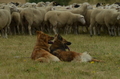 Harzer Fuchs / Bild 69 von 755 / 10.07.2022 10:44 / DSC_4090.JPG