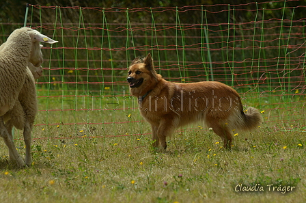 Harzer Fuchs / Bild 64 von 755 / 10.07.2022 11:03 / DSC_4360.JPG