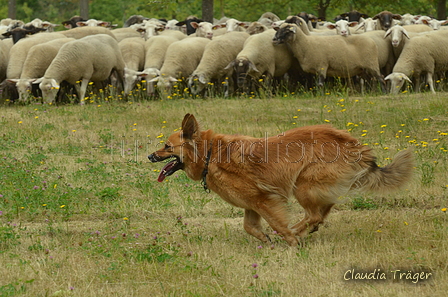 Harzer Fuchs / Bild 63 von 755 / 10.07.2022 11:20 / DSC_4592.JPG