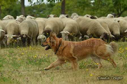 Harzer Fuchs / Bild 62 von 755 / 10.07.2022 11:20 / DSC_4599.JPG