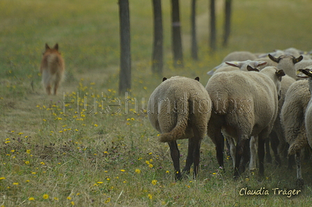 Harzer Fuchs / Bild 60 von 755 / 10.07.2022 11:35 / DSC_4883.JPG