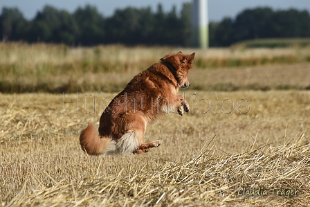 Harzer Fuchs / Bild 57 von 755 / 02.08.2022 08:49 / DSC_7528.JPG