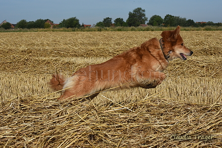 Harzer Fuchs / Bild 56 von 755 / 02.08.2022 08:49 / DSC_7568.JPG