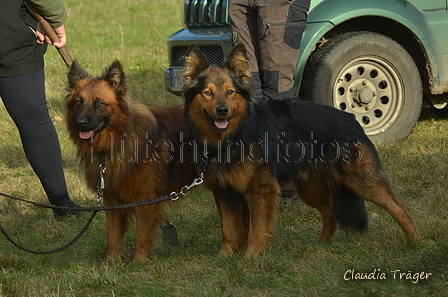 Harzer Fuchs / Bild 50 von 755 / 06.11.2022 13:29 / DSC_2216.JPG