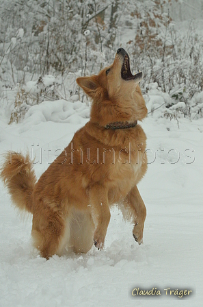 Harzer Fuchs / Bild 5 von 755 / 22.01.2023 12:13 / DSC_9138.JPG