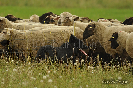 Schwarzer / Bild 45 von 225 / 28.07.2019 14:35 / DSC_8669.JPG