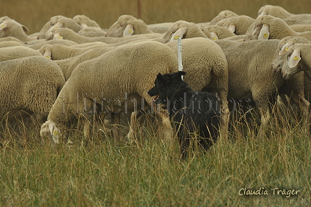 Schwarzer / Bild 24 von 225 / 08.09.2019 14:42 / DSC_2407.JPG