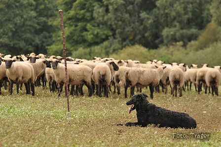 Süddeutscher Schwarzer / Bild 1 von 5 / 21.09.2014 13:59 / DSC_8323.JPG