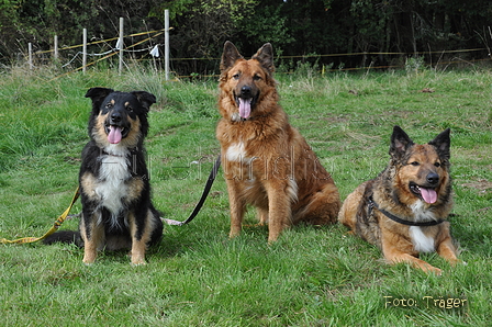 Westerwälder Kuhhund / Bild 37 von 47 / 07.09.2014 15:18 / DSC_8594.JPG