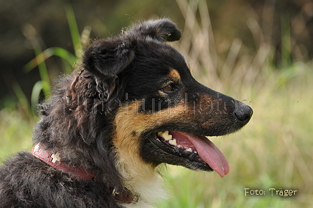 Westerwälder Kuhhund / Bild 33 von 47 / 07.09.2014 15:23 / DSC_9846.JPG