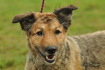 Westerwälder Kuhhund / Bild 30 von 47 / 26.08.2017 09:23 / DSC_8858.jpg