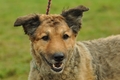 Westerwälder Kuhhund / Bild 30 von 47 / 26.08.2017 09:23 / DSC_8858.jpg