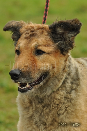 Westerwälder Kuhhund / Bild 29 von 47 / 26.08.2017 09:23 / DSC_8861.jpg