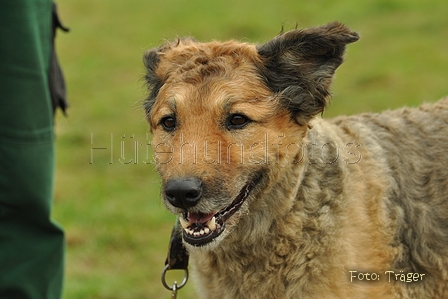 Westerwälder Kuhhund / Bild 28 von 47 / 26.08.2017 09:23 / DSC_8864.jpg