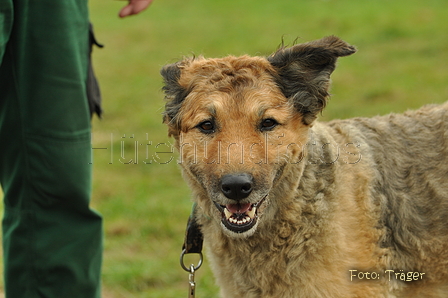 Westerwälder Kuhhund / Bild 27 von 47 / 26.08.2017 09:24 / DSC_8871.JPG