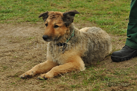 Westerwälder Kuhhund / Bild 26 von 47 / 26.08.2017 09:31 / DSC_8879.JPG