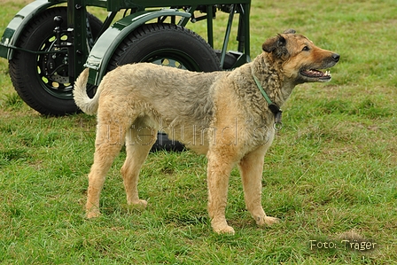 Westerwälder Kuhhund / Bild 25 von 47 / 26.08.2017 09:41 / DSC_8893.jpg