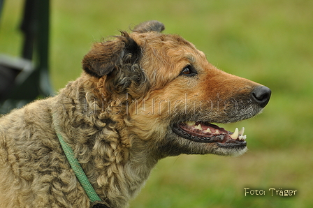 Westerwälder Kuhhund / Bild 24 von 47 / 26.08.2017 09:41 / DSC_8899.JPG