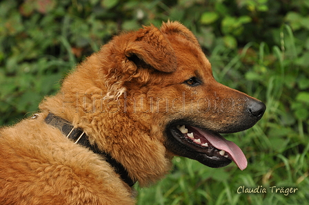 Westerwälder Kuhhund / Bild 22 von 47 / 10.09.2017 11:54 / DSC_4692.JPG