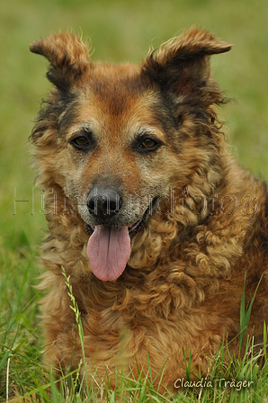 Westerwälder Kuhhund / Bild 18 von 47 / 28.07.2019 12:20 / DSC_7241.JPG