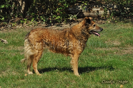 Westerwälder Kuhhund / Bild 17 von 47 / 25.08.2019 12:30 / DSC_5227.jpg