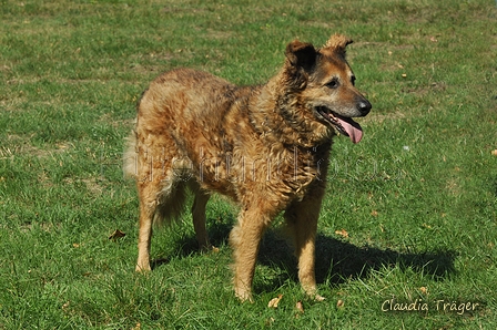 Westerwälder Kuhhund / Bild 16 von 47 / 25.08.2019 12:35 / DSC_5312.jpg