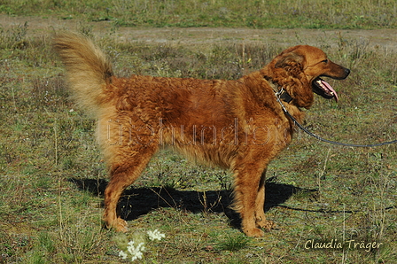 Westerwälder Kuhhund / Bild 6 von 47 / 20.09.2020 13:44 / DSC_6958.JPG