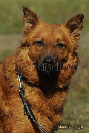 Westerwälder Kuhhund / Bild 5 von 47 / 20.09.2020 13:45 / DSC_6977.JPG