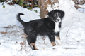 Australian Shepherd / Bild 132 von 140 / 22.01.2013 14:37 / DSC_3032.JPG