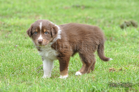 Australian Shepherd / Bild 116 von 140 / 27.04.2014 09:41 / DSC_6311.JPG