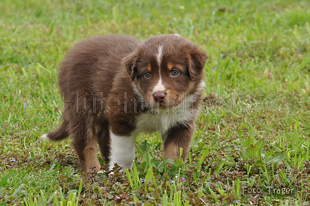 Australian Shepherd / Bild 115 von 140 / 27.04.2014 09:43 / DSC_6351.JPG