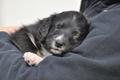 Australian Shepherd / Bild 113 von 140 / 27.04.2014 09:51 / DSC_6577.JPG