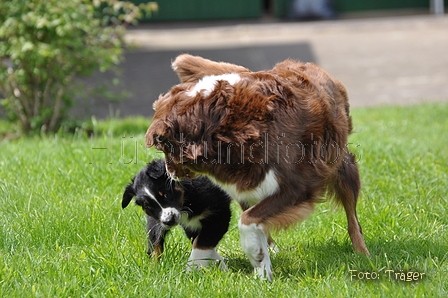 Australian Shepherd / Bild 98 von 140 / 16.05.2014 14:07 / DSC_9131.JPG
