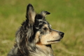 Australian Shepherd / Bild 38 von 140 / 30.09.2018 11:00 / DSC_4238.JPG