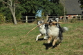 Australian Shepherd / Bild 35 von 140 / 30.09.2018 11:04 / DSC_7482.JPG