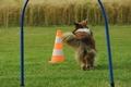 Australian Shepherd / Bild 24 von 140 / 18.07.2020 18:03 / DSC_9016.JPG