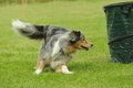 Australian Shepherd / Bild 23 von 140 / 19.07.2020 12:19 / DSC_9512.JPG