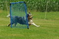 Australian Shepherd / Bild 22 von 140 / 19.07.2020 12:23 / DSC_9577.JPG