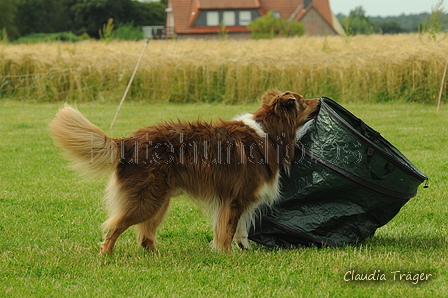 Australian Shepherd / Bild 20 von 140 / 19.07.2020 16:11 / DSC_0583.JPG