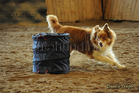 Australian Shepherd / Bild 14 von 140 / 04.10.2020 10:07 / DSC_9034.JPG