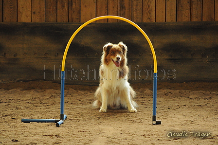 Australian Shepherd / Bild 13 von 140 / 04.10.2020 11:31 / DSC_9411.JPG